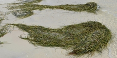 Cymodoceaceae