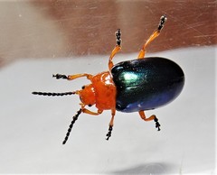 Lamprolina simillima