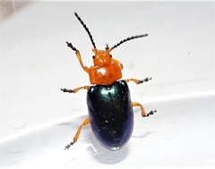 Lamprolina simillima