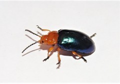 Lamprolina simillima