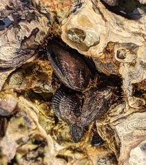 Brachidontes