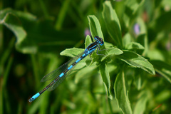 Coenagrion scitulum