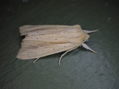 Ichneutica semivittata