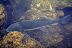 Catostomus macrocheilus