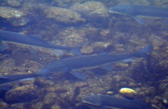 Catostomus macrocheilus