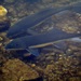 Largescale Sucker - Photo (c) FreckLes, some rights reserved (CC BY-NC), uploaded by FreckLes