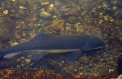 Catostomus macrocheilus