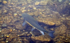 Catostomus macrocheilus