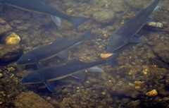 Catostomus macrocheilus