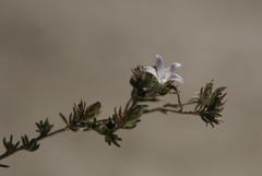 Wahlenbergia calcarea