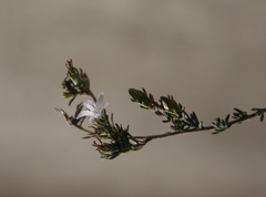 Wahlenbergia calcarea