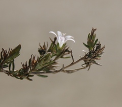 Wahlenbergia calcarea