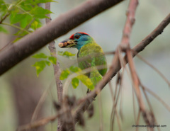 Psilopogon asiaticus