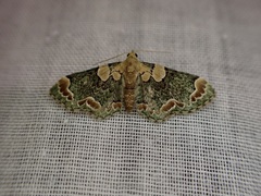 Chloroclystis lichenodes