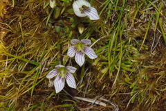 Gentianella grisebachii