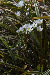 Gentianella montana ionostigma