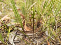 Genoplesium ciliatum