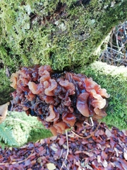 Phaeotremella foliacea