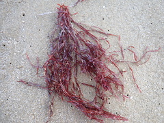Vidalia colensoi