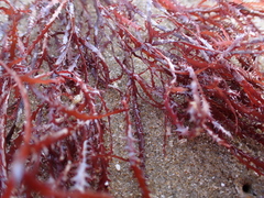 Vidalia colensoi