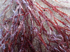 Vidalia colensoi