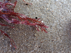 Vidalia colensoi
