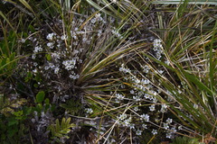 Gentianella montana ionostigma