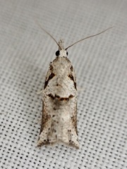 Harmologa amplexana