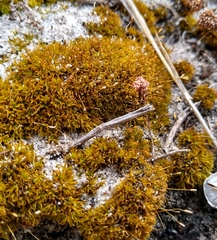 Didymodon xanthocarpus