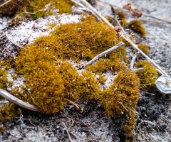 Didymodon xanthocarpus