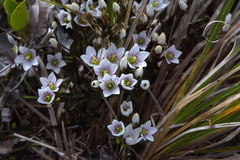 Gentianella montana ionostigma