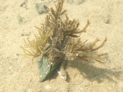 Lomentaria caespitosa
