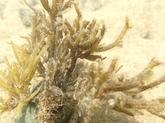 Lomentaria caespitosa