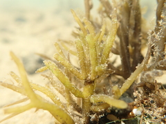Lomentaria caespitosa