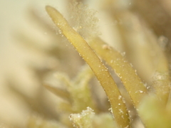 Lomentaria caespitosa