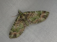 Pasiphila semochlora