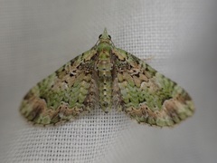 Pasiphila semochlora