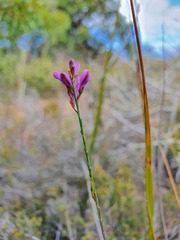 Comesperma polygaloides