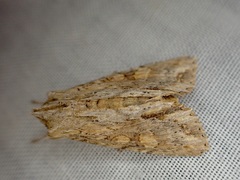 Ichneutica mollis