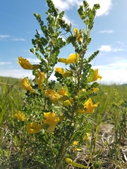 Caragana microphylla