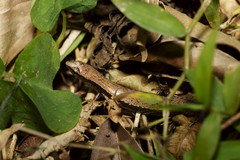 Scincella formosensis