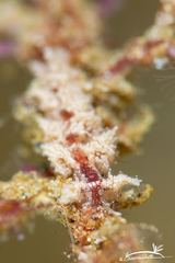 Kabeiro rubroreticulata