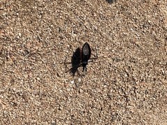 Dipetalogaster maximus