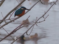 Alcedo atthis