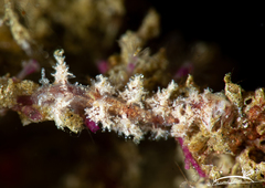 Kabeiro rubroreticulata