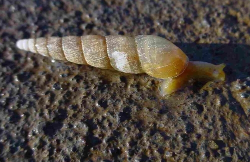 Striated Awl Snail