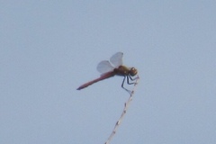 Sympetrum corruptum