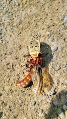 Probergrothius