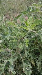 Datura quercifolia