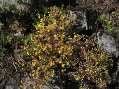 Aichryson bituminosum